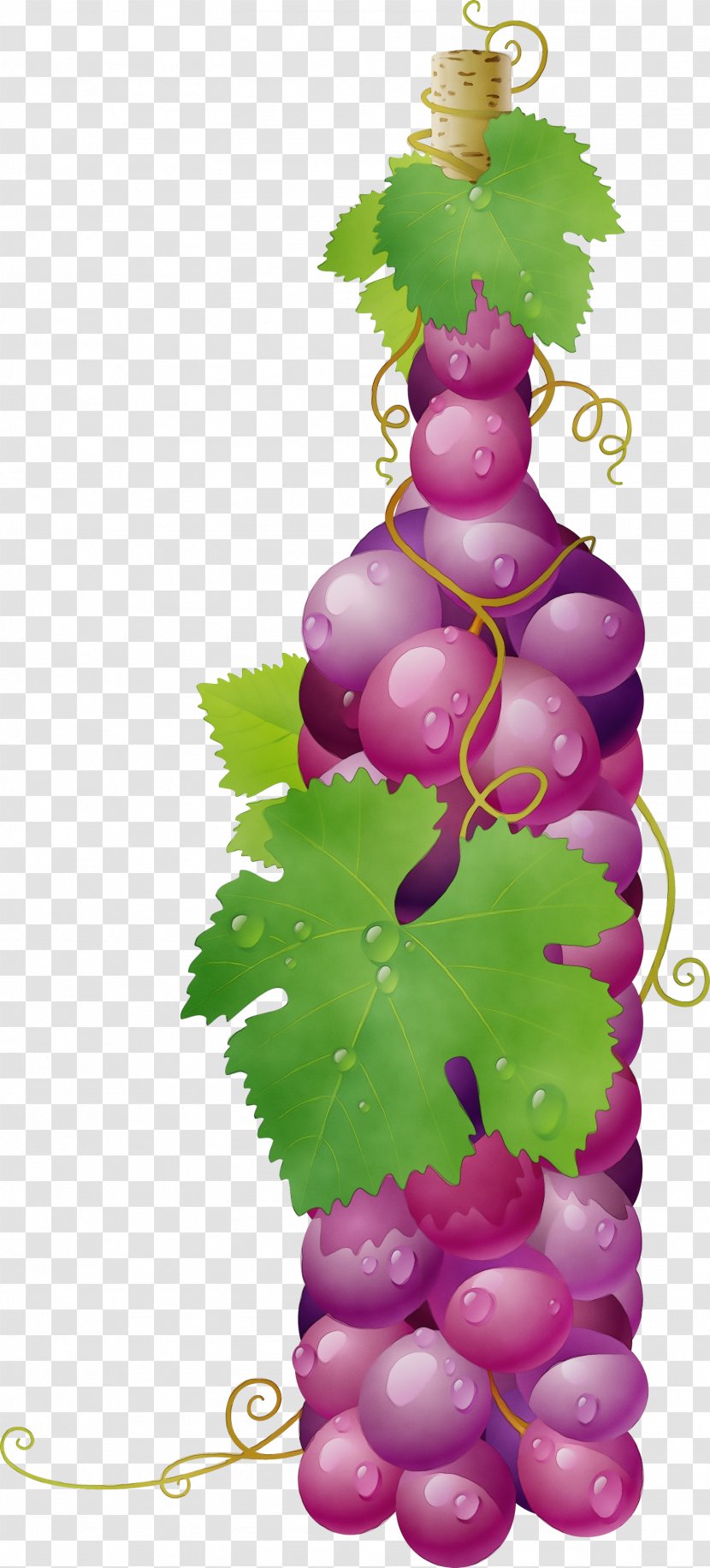 Grape Grapevine Family Vitis Leaf Plant - Magenta Seedless Fruit Transparent PNG