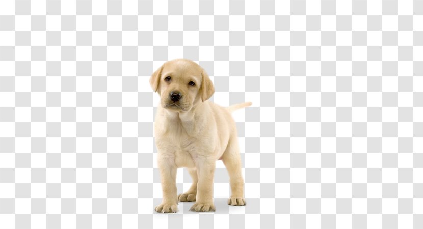 Labrador Retriever Golden Puppy Basset Hound Poodle - German Shepherd Transparent PNG