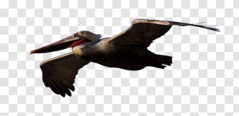 Bird Brown Pelican - Fauna Transparent PNG