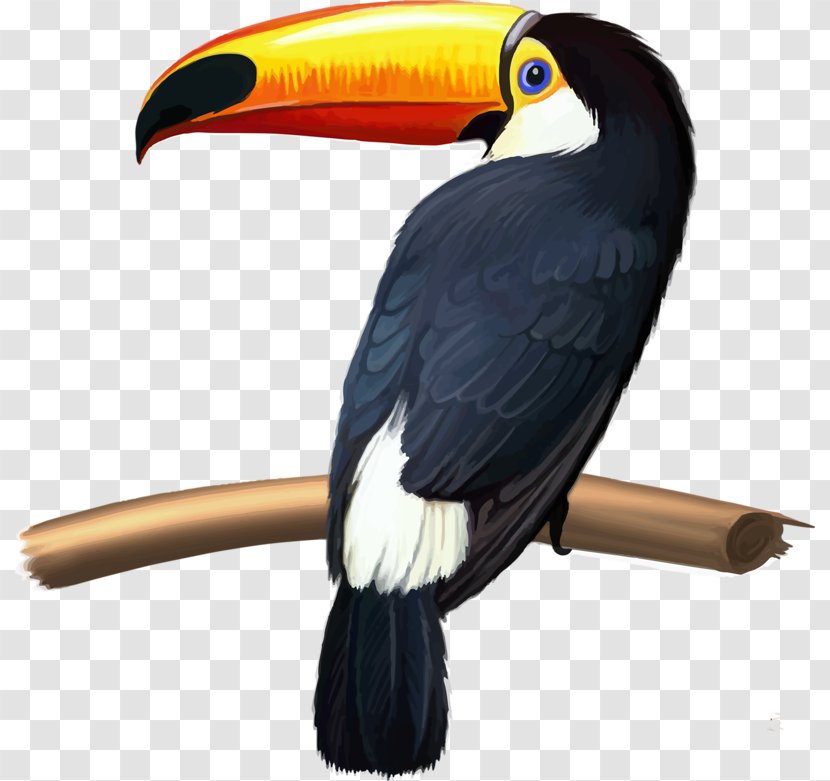 Bird Keel-billed Toucan Green-billed Knobbed Hornbill Toco - Channelbilled Transparent PNG