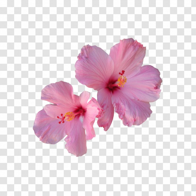 Shoeblackplant Clip Art Pink Flowers - Flower Transparent PNG