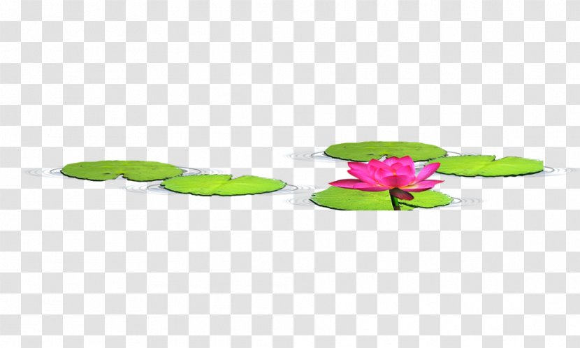 Petal Green Pattern - Lotus Transparent PNG