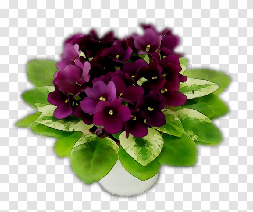 Violet Herbaceous Plant Flower Plants Violaceae - Purple Transparent PNG