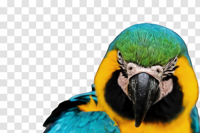 Bird Parrot - Macaw - Wildlife Perico Transparent PNG