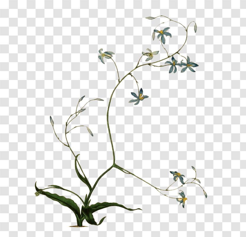 Botanical Illustration Botany Photography Flower Transparent PNG