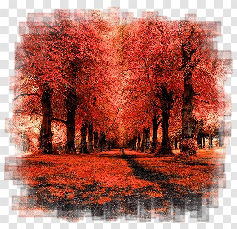 Autumn Leaf Drawing - Northern Hardwood Forest - Modern Art Temperate Broadleaf And Mixed Transparent PNG