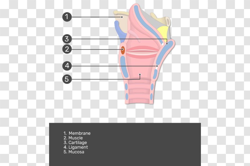 Muscles Of The Larynx Anatomy Mucous Membrane - Tree - Vocal Cords Transparent PNG