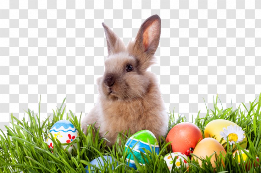 The Easter Bunny Egg Hunt - Child Transparent PNG