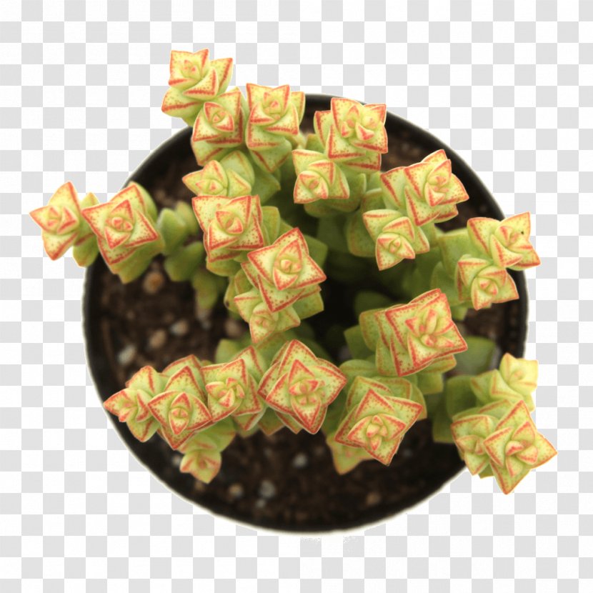 Astrophytum Myriostigma Asterias Cactaceae Succulent Plant Ornatum - Daisy Anemones - Suculent Transparent PNG