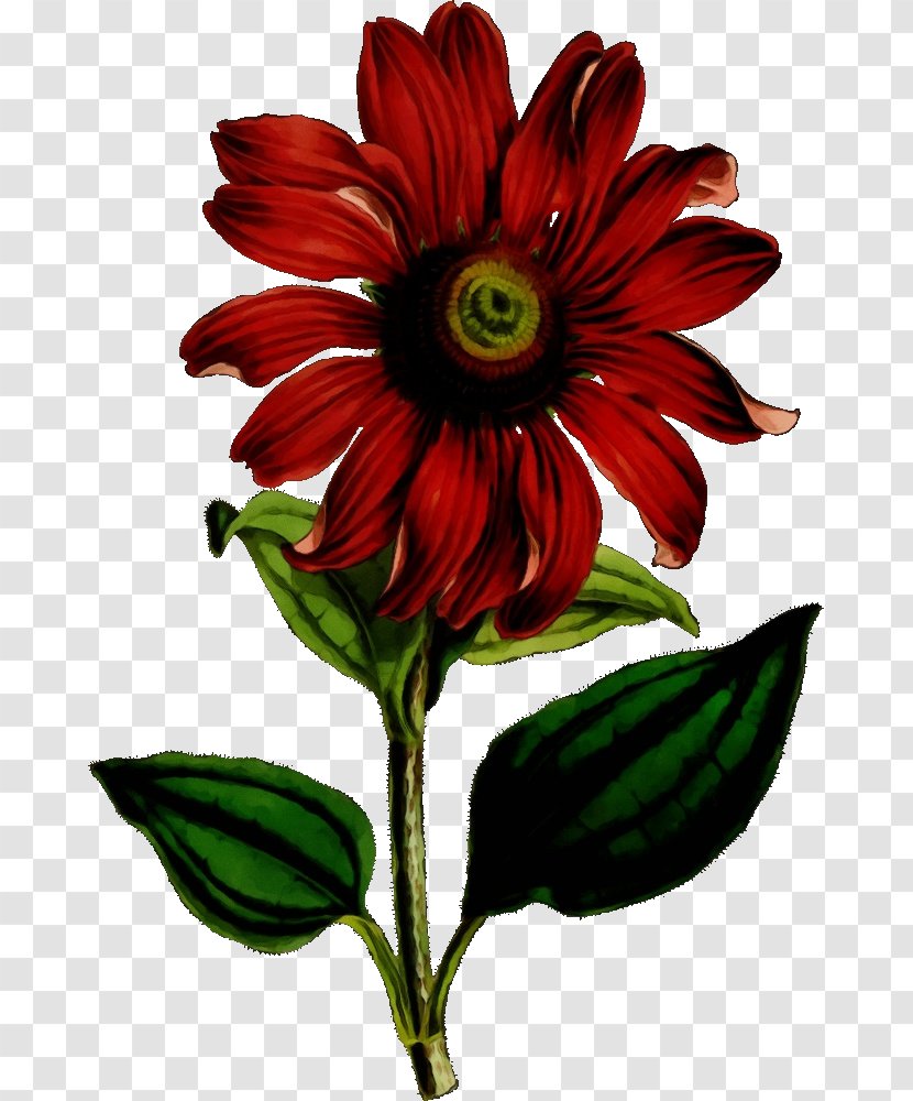 Flower Flowering Plant Red Petal - Herbaceous Daisy Family Transparent PNG