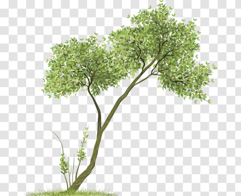 BAANNUENG @ KATA Drawing Room Clip Art - Watercolor Green Tree Transparent PNG