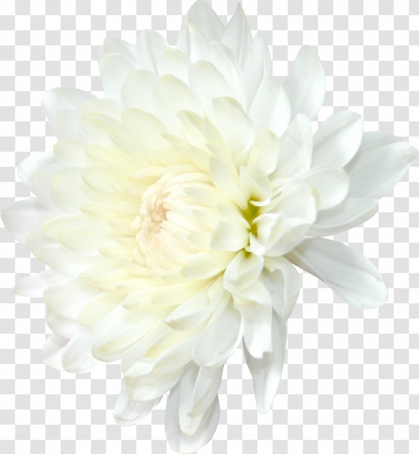 Chrysanthemum Dahlia Transvaal Daisy Flower Clip Art - Family Transparent PNG