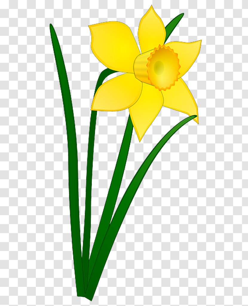 Daffodil Drawing I Wandered Lonely As A Cloud Clip Art - Plant - Flower Transparent PNG