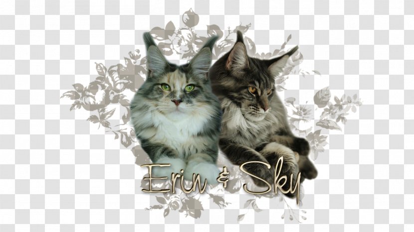 Kitten Cat Tail Wildlife - Fauna Transparent PNG