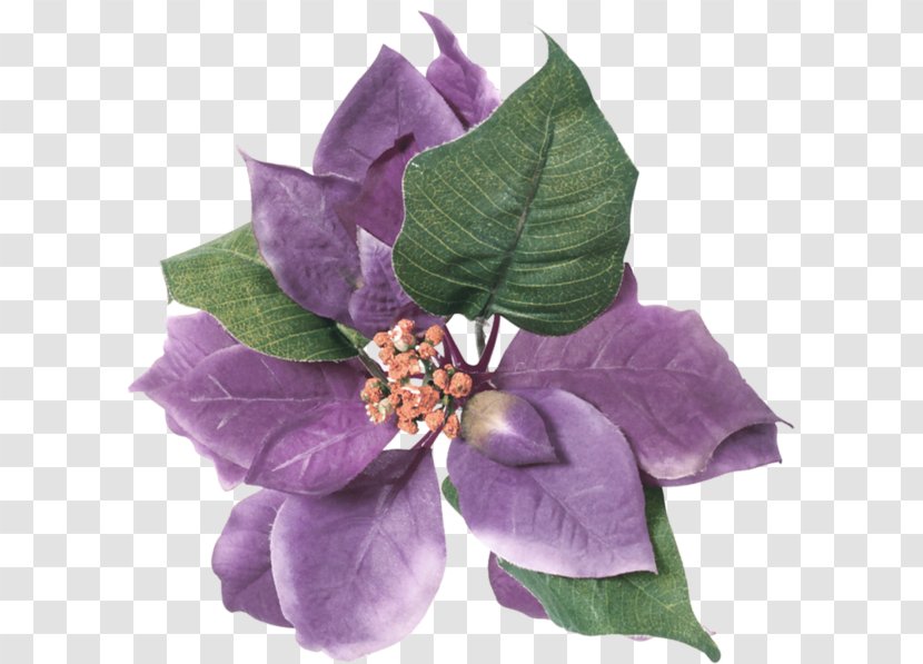Flower Violet Purple Leaf Color - Plant Transparent PNG