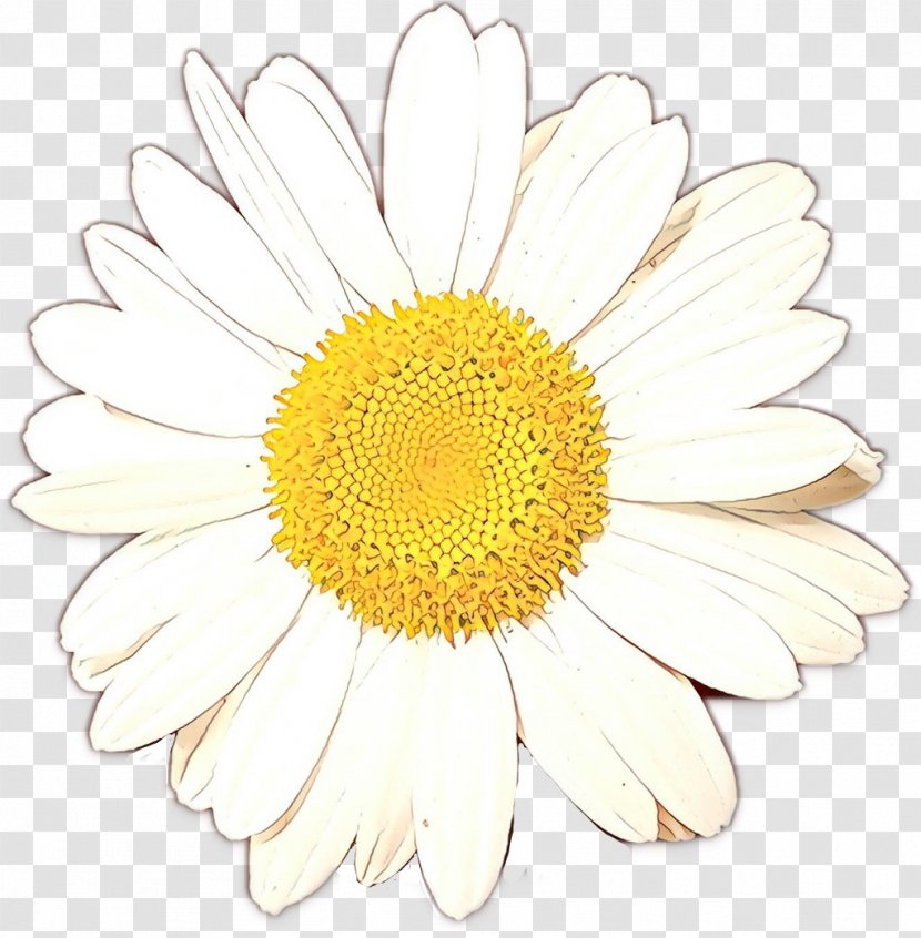 Oxeye Daisy Chrysanthemum Transvaal Floral Design Cut Flowers - Marguerite Transparent PNG