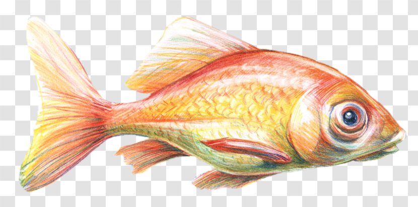 Goldfish Feeder Fish Fin Marine Biology Products - Ded Transparent PNG