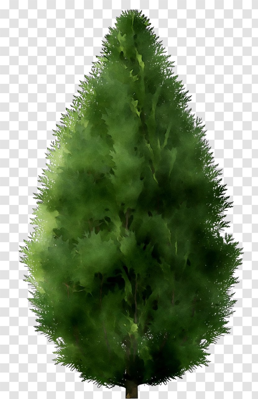 Spruce Fir Christmas Tree Pine Larch - Balsam - Red Juniper Transparent PNG