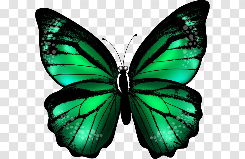 Butterfly Green Color Clip Art - Lycaenid Transparent PNG