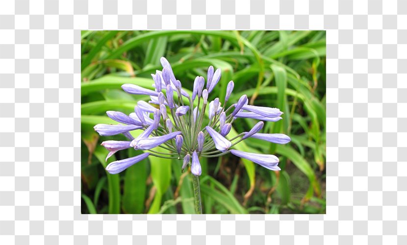 Flower African Lily Blue Lilium Plant - Yarrow Transparent PNG