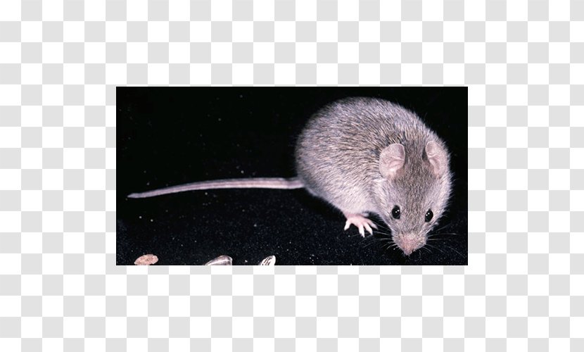 Mouse Rat Gerbil Zygodontomys Brevicauda Rodent - Mammal Transparent PNG