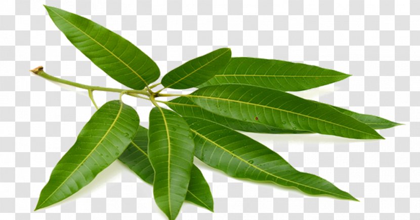 Tea Mango Leaf Puri Fruit - Green Leaves Transparent PNG