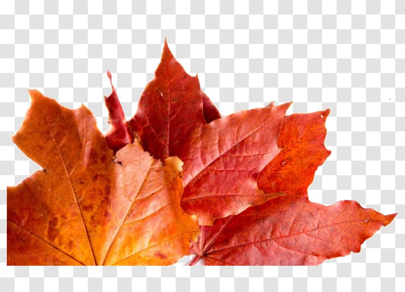 Autumn Leaves Maple Leaf Transparent PNG