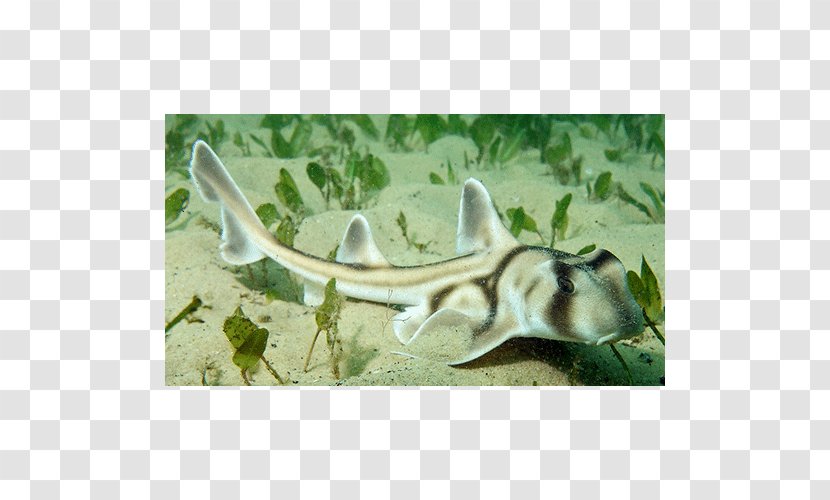 Shark Earth Wildlife May 0 Transparent PNG