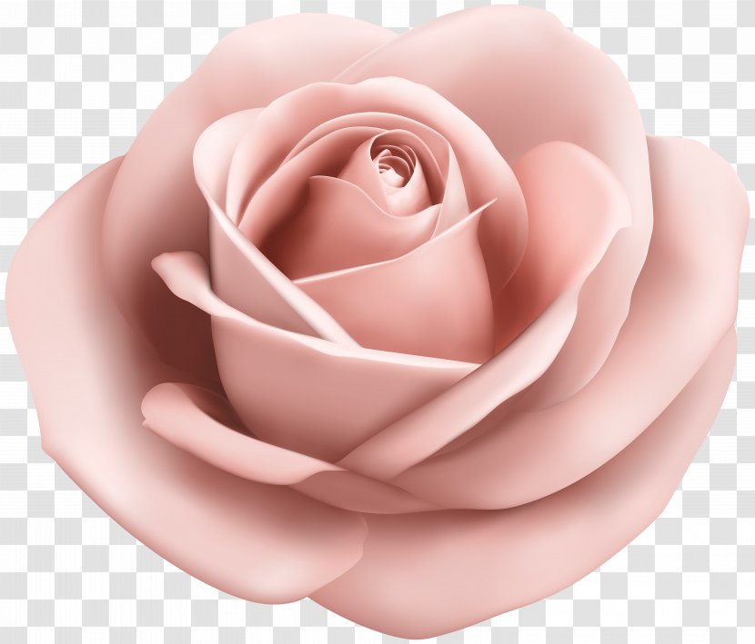 Garden Roses Pink Clip Art - Pin - Rose Soft Peach Transparent Image Transparent PNG