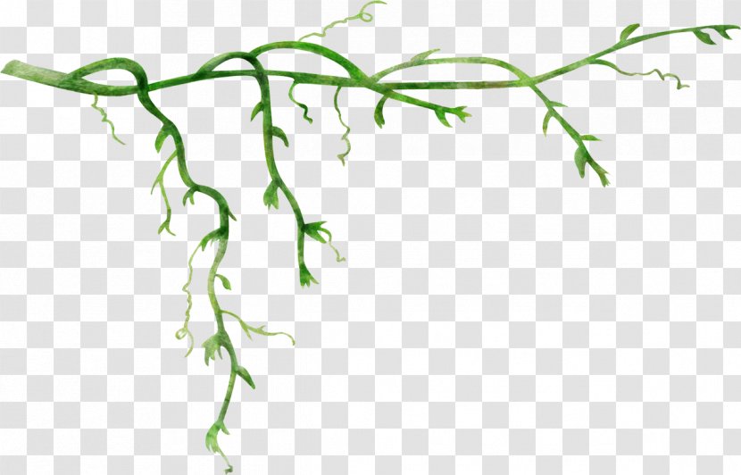 Vines Material - Branch - Chart Transparent PNG