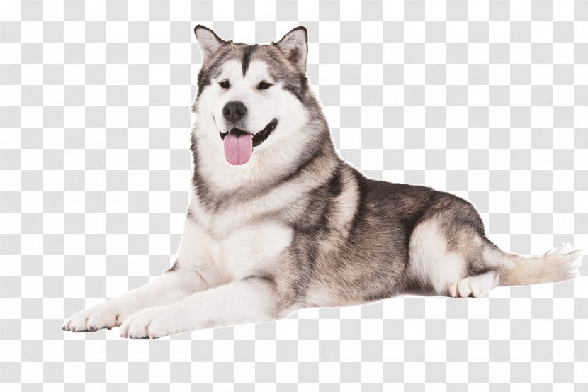 Alaskan Malamute Husky Cardigan Welsh Corgi Siberian American Eskimo Dog - Carnivoran - Huskies Transparent PNG