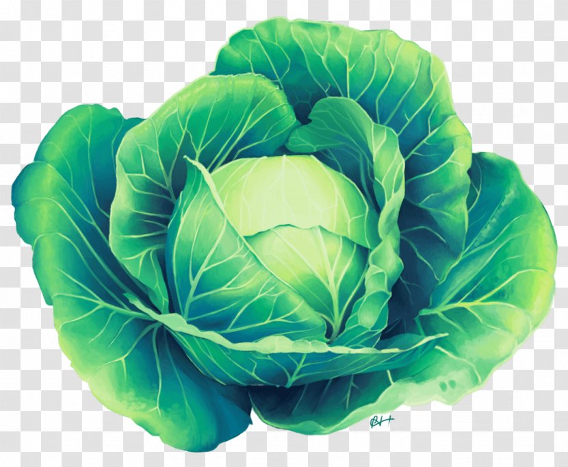 Savoy Cabbage Leaf Vegetable - Chinese Transparent PNG