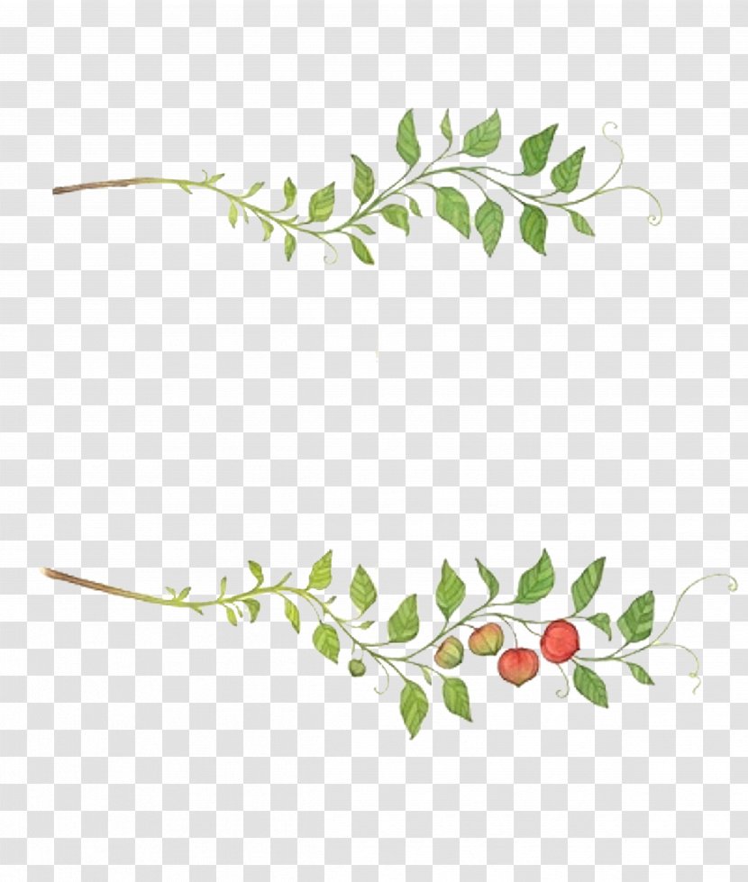 Leaf Fruit Auglis - Flower - Vines Are Available For Free Download Transparent PNG