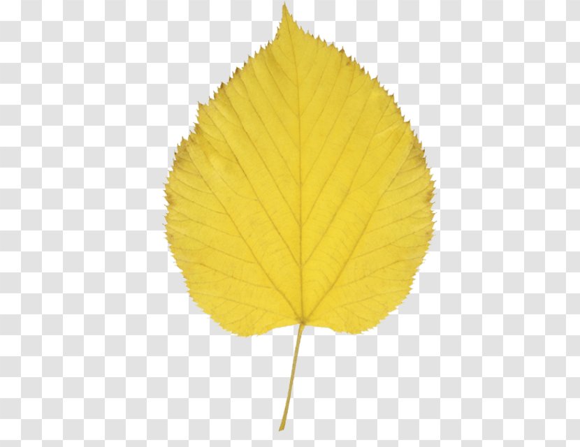 Paper Birch Autumn Leaf Color Clip Art - Quaking Aspen - Yellow Leaves Transparent PNG