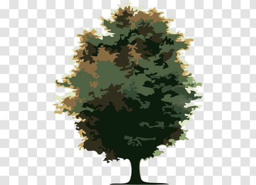 Cdr Tree - Maidenhair Transparent PNG