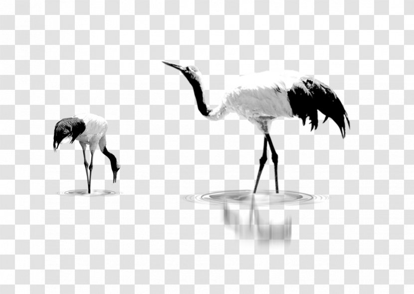 Crane - Like Bird - White Transparent PNG