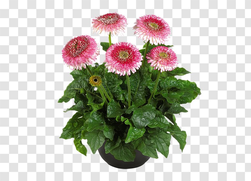 Daisy Family Cut Flowers Gerbera Jamesonii Plant Transparent PNG