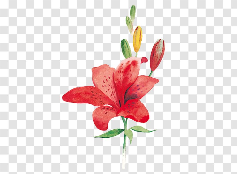 Lily Image Vector Graphics Watercolor Painting Download - Flower - Of Sharing Transparent PNG