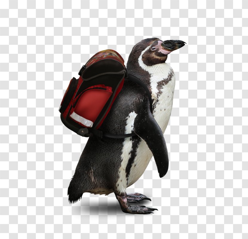 Penguin The Tale Of Fisherman And Fish .net Diary Drawing Transparent PNG