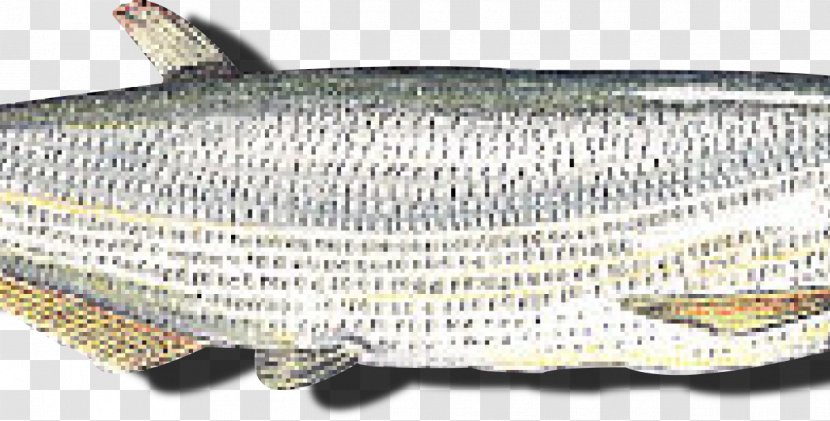 Sardine Oily Fish Milkfish - Peixes De Agua Doce Transparent PNG