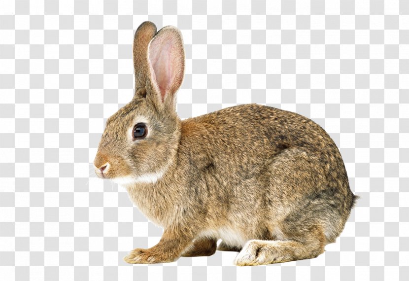 Hare Easter Bunny Cottontail Rabbit Bunnies & Rabbits European - Mammal - Small Gray Transparent PNG