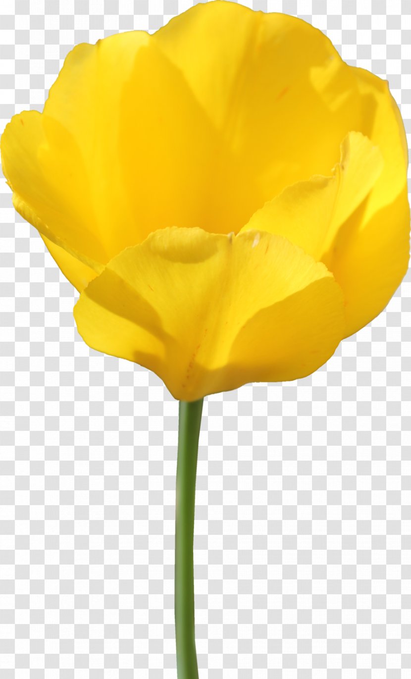 Tulip Flower - File Transparent PNG