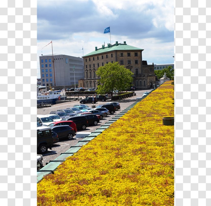 Green Roof Byggros AB Svensk Byggtjänst Tak - Facade - Sedum Transparent PNG
