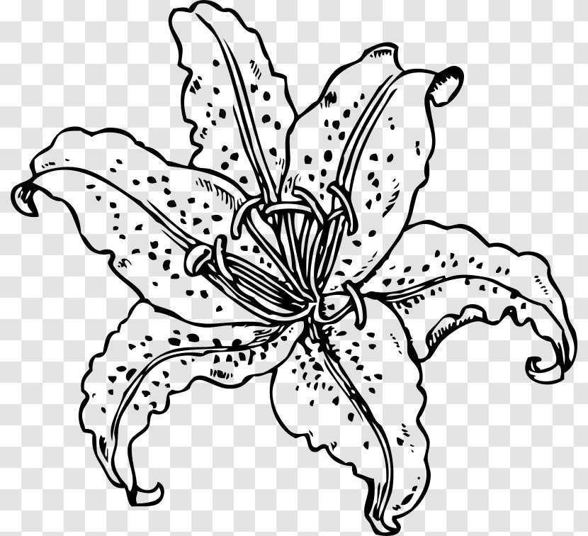 Tiger Lily Coloring Book Golden-rayed Drawing - Membrane Winged Insect Transparent PNG