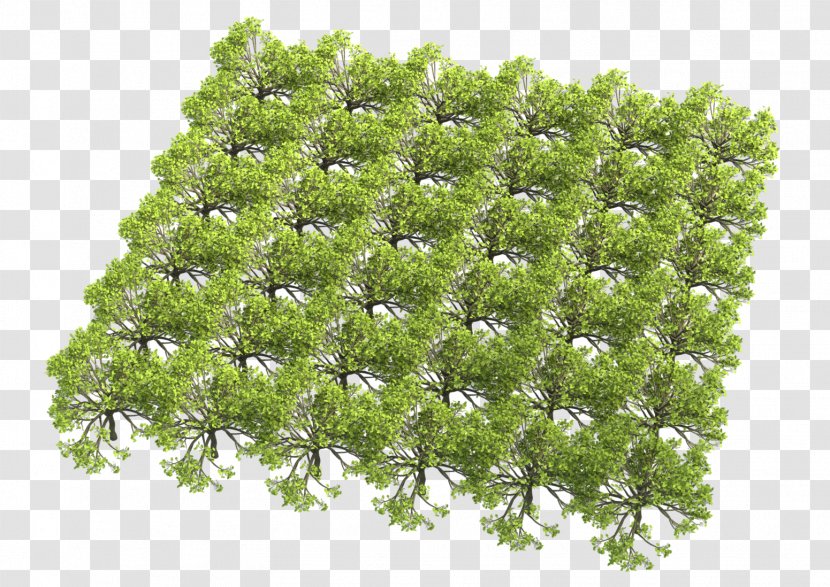 Tree Texture Mapping Color Shrub Geometry Instancing - Fig Seeds Transparent PNG