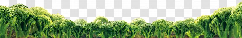 Wheatgrass Food Vegetable Broccoli - Cauliflower - Cauliflower,cauliflower Transparent PNG