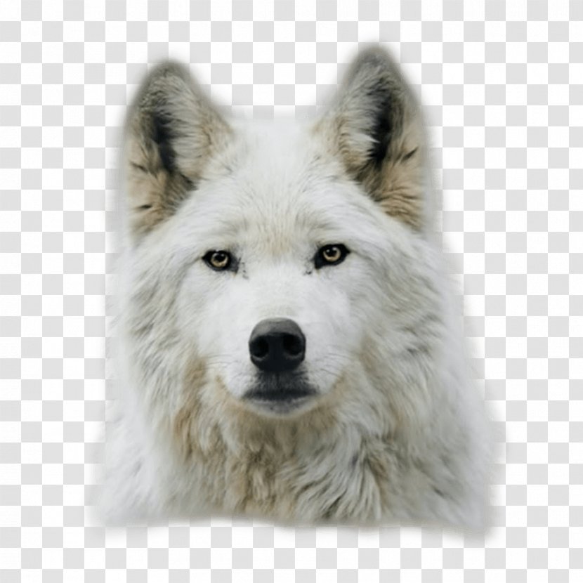 Arctic Wolf Dog Black Puppy Lone - Animal - Kurt Angle Transparent PNG