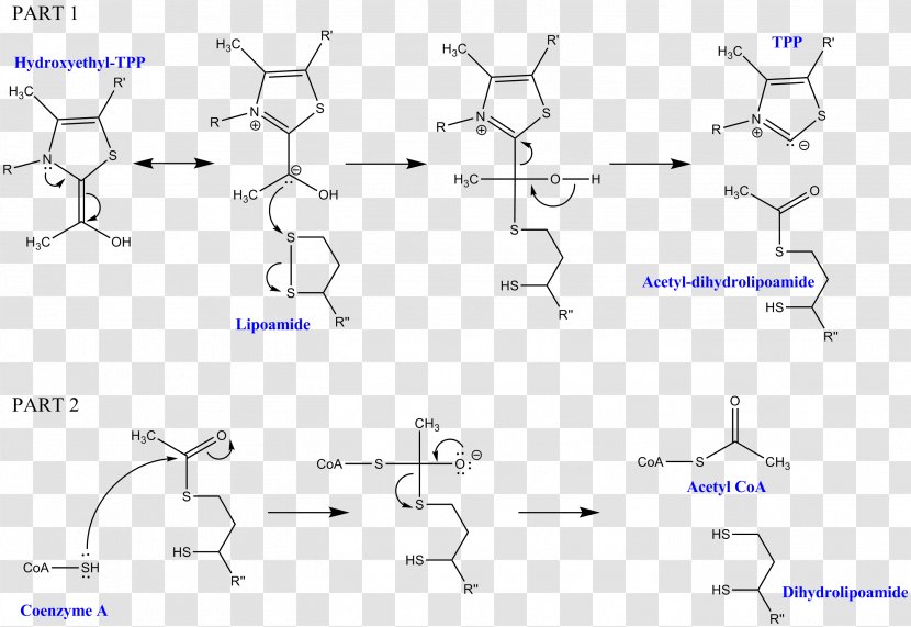 Dihydrolipoyl Transacetylase Dihydrolipoamide Dehydrogenase Pyruvate Decarboxylation Thiamine Pyrophosphate - Acetyl Group - Mechanism Transparent PNG