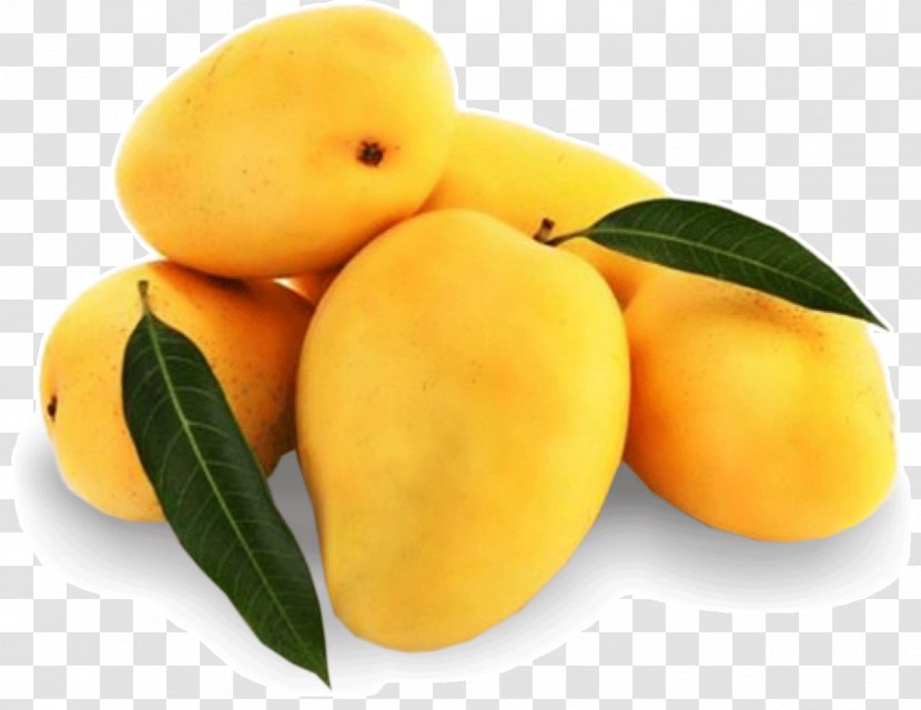 India Mango Alphonso Fruit Mangifera Indica Transparent PNG