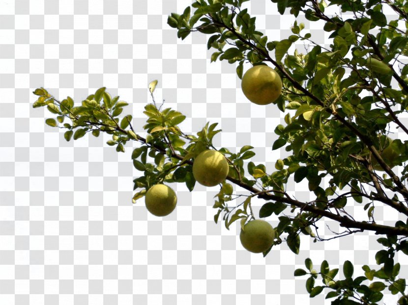 Pomelo Bergamot Orange Grapefruit Citron Tree - Citrus - In The Treasures Transparent PNG